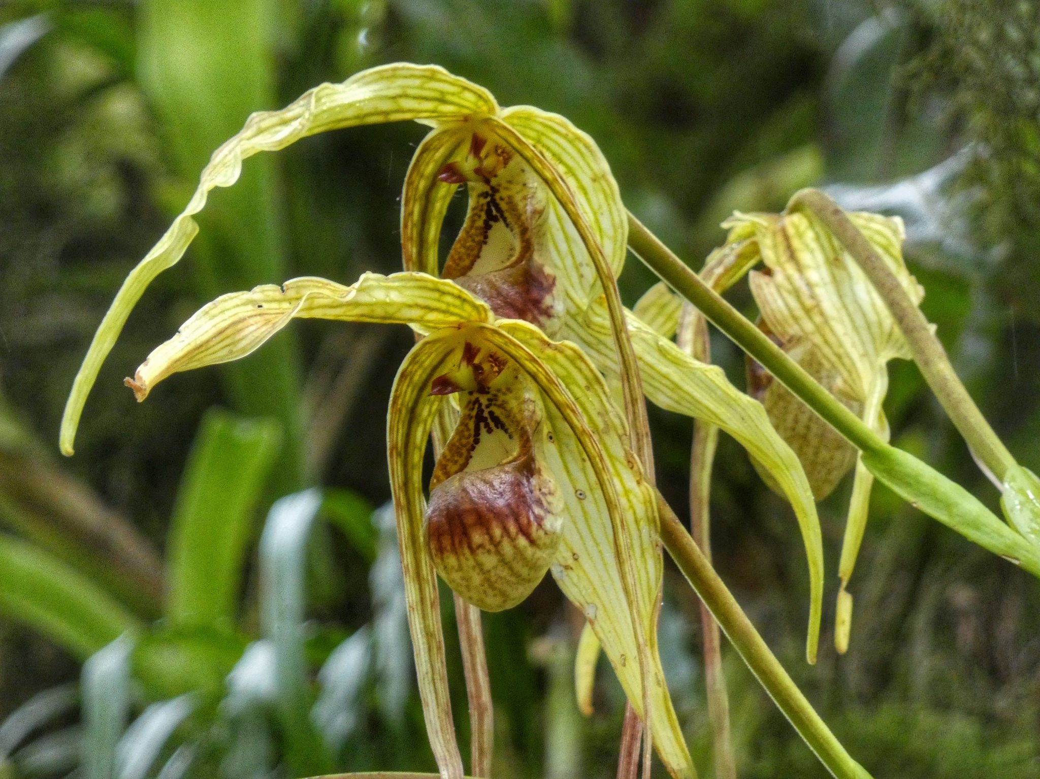 Phragmipedium exstaminodium